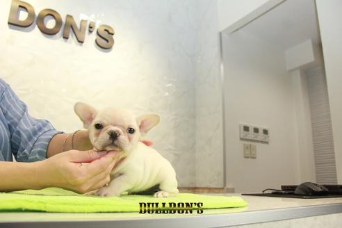 成約済の東京都のフレンチブルドッグ-95459の7枚目