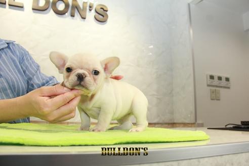 成約済の東京都のフレンチブルドッグ-95459の6枚目