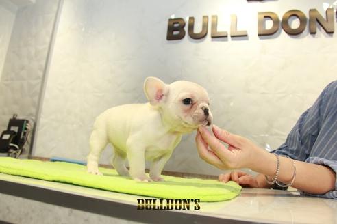 成約済の東京都のフレンチブルドッグ-95459の5枚目