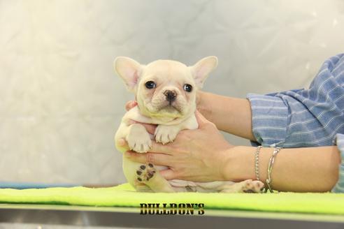 成約済の東京都のフレンチブルドッグ-95459の2枚目