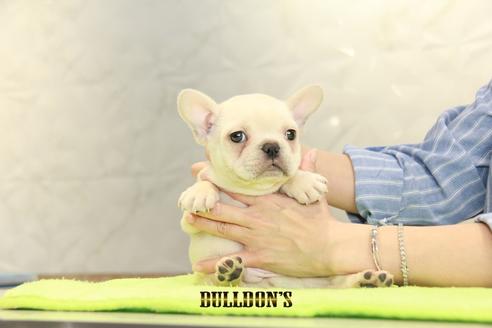 成約済の東京都のフレンチブルドッグ-95461の1枚目