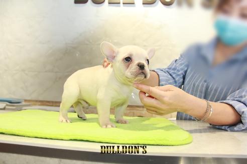 成約済の東京都のフレンチブルドッグ-95461の7枚目