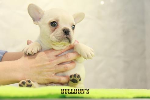 成約済の東京都のフレンチブルドッグ-95461の4枚目