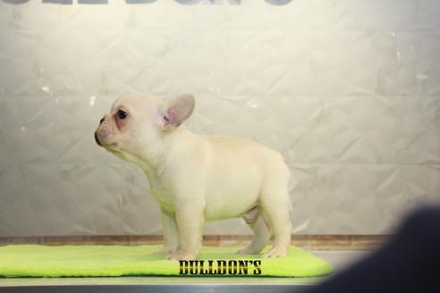 成約済の東京都のフレンチブルドッグ-95461の3枚目