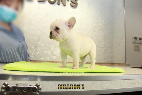 成約済の東京都のフレンチブルドッグ-95461の2枚目