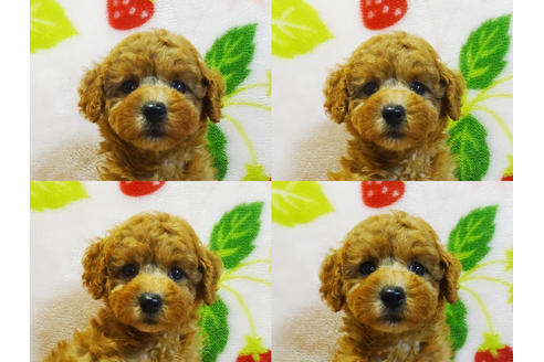 成約済の千葉県のティーカッププードル-95481の6枚目