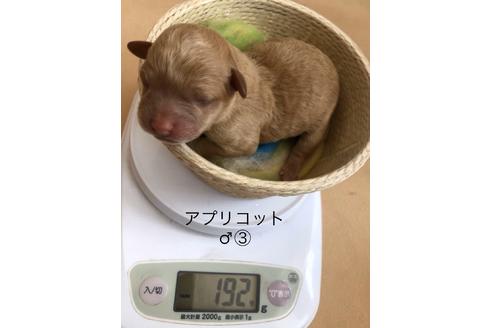 成約済の山口県のタイニープードル-95506