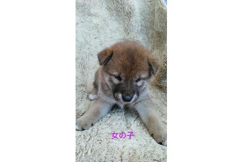 成約済の宮崎県の柴犬-95517の3枚目