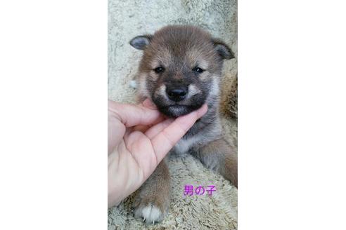 成約済の宮崎県の柴犬-95518の1枚目