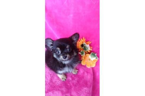 成約済の鹿児島県のチワワ(ロングコート)-95524の1枚目