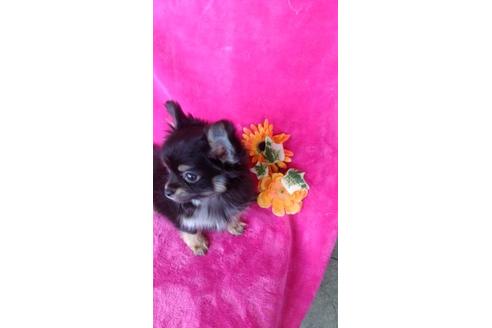 成約済の鹿児島県のチワワ(ロングコート)-95524の4枚目