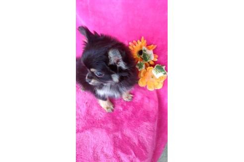 成約済の鹿児島県のチワワ(ロングコート)-95524の3枚目