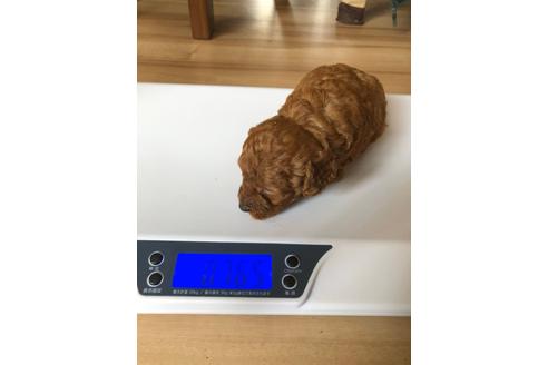 成約済の静岡県のトイプードル-95528の3枚目