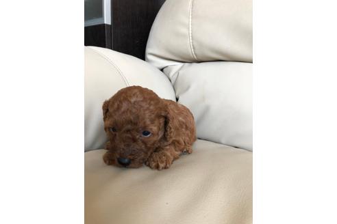 成約済の静岡県のトイプードル-95528の2枚目