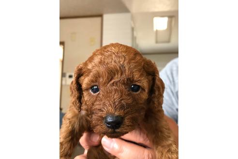 成約済の静岡県のトイプードル-95528