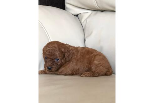 成約済の静岡県のトイプードル-95530の3枚目