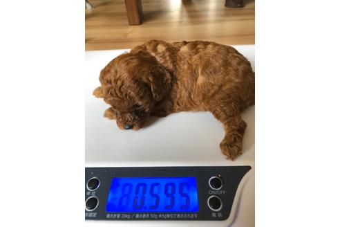 成約済の静岡県のトイプードル-95530の2枚目