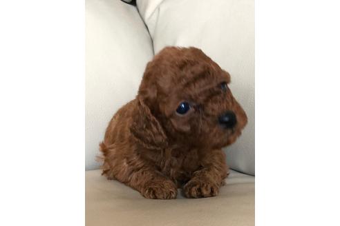 成約済の静岡県のトイプードル-95530の1枚目