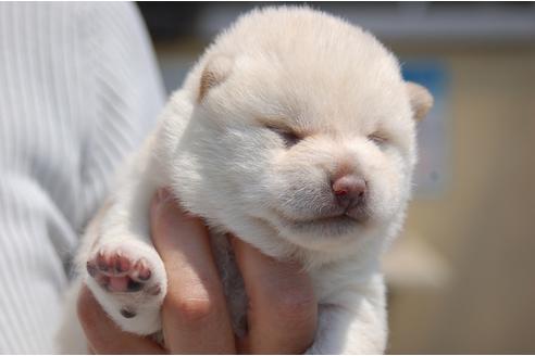 成約済の埼玉県の柴犬-95547の7枚目
