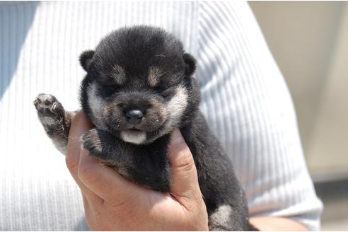 成約済の埼玉県の柴犬-95549の8枚目