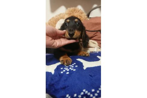 成約済の福岡県のミニチュアダックスフンド(ロングヘアード)-95556の1枚目