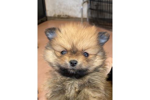 成約済の岐阜県のポメラニアン-95403の1枚目