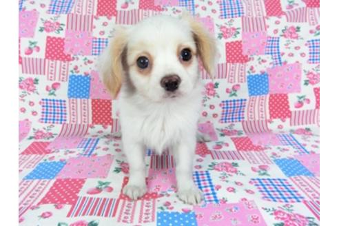 成約済の千葉県のパピヨン-93059の1枚目