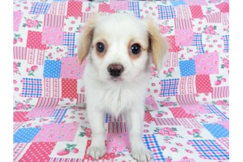 成約済の千葉県のパピヨン-93059の4枚目