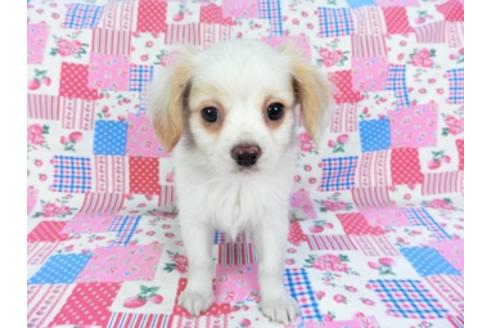 成約済の千葉県のパピヨン-93059の3枚目