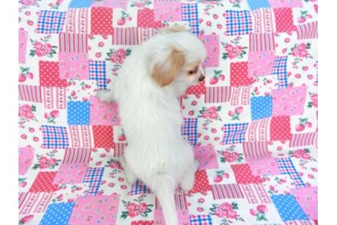 成約済の千葉県のパピヨン-93059の2枚目