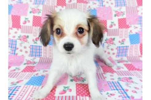 成約済の千葉県のパピヨン-93063