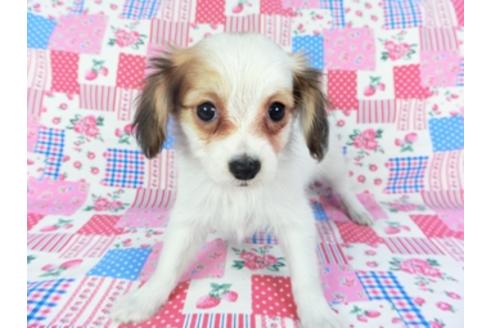 成約済の千葉県のパピヨン-93063の4枚目