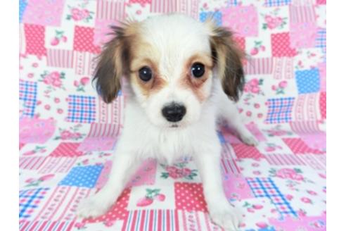 成約済の千葉県のパピヨン-93063の3枚目