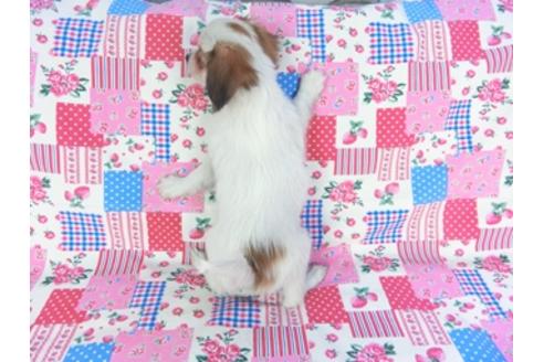 成約済の千葉県のパピヨン-93063の2枚目