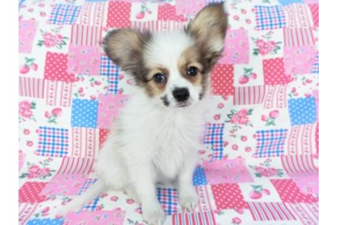 成約済の千葉県のパピヨン-93019の8枚目