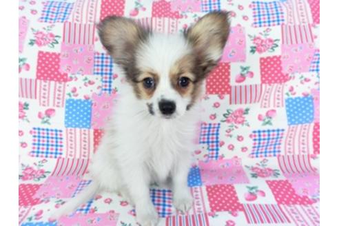 成約済の千葉県のパピヨン-93019の7枚目