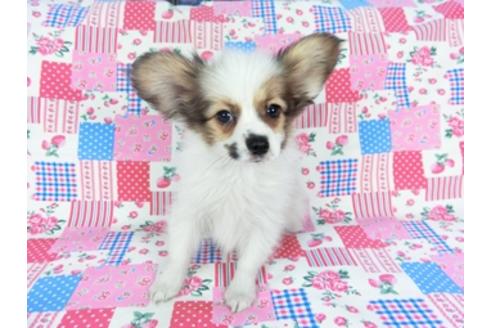 成約済の千葉県のパピヨン-93019の6枚目