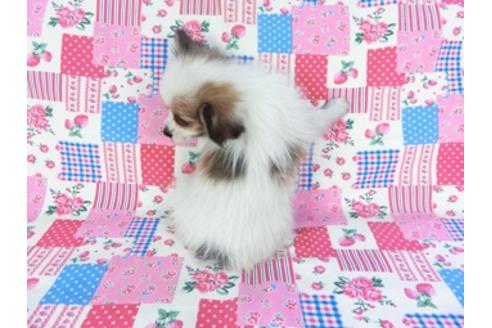 成約済の千葉県のパピヨン-93019の5枚目