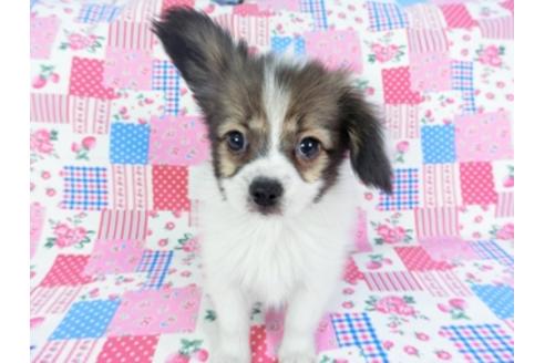 成約済の千葉県のパピヨン-93064