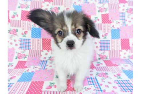 成約済の千葉県のパピヨン-93064の3枚目