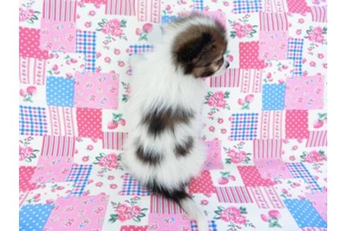 成約済の千葉県のパピヨン-93064の2枚目