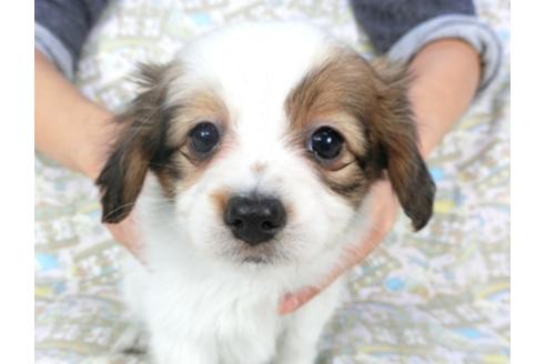 成約済の千葉県のパピヨン-95611の1枚目