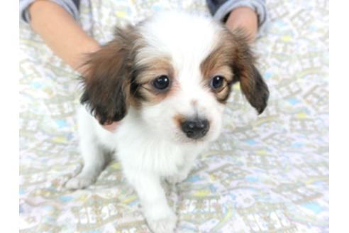 成約済の千葉県のパピヨン-95611の4枚目