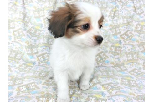 成約済の千葉県のパピヨン-95611の3枚目