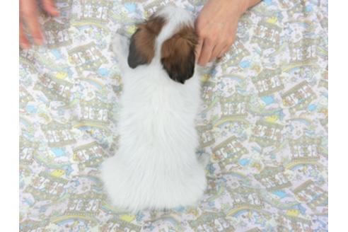 成約済の千葉県のパピヨン-95611の2枚目