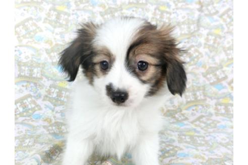 成約済の千葉県のパピヨン-95612の1枚目