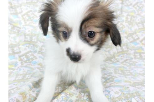 成約済の千葉県のパピヨン-95612の4枚目