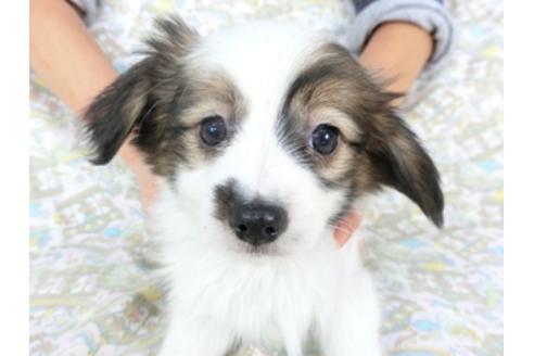 成約済の千葉県のパピヨン-95612の3枚目