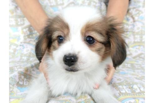 成約済の千葉県のパピヨン-95622の1枚目