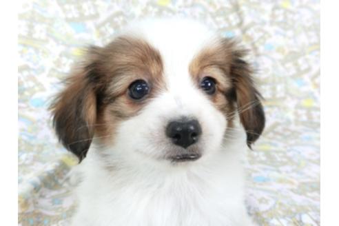 成約済の千葉県のパピヨン-95622の4枚目